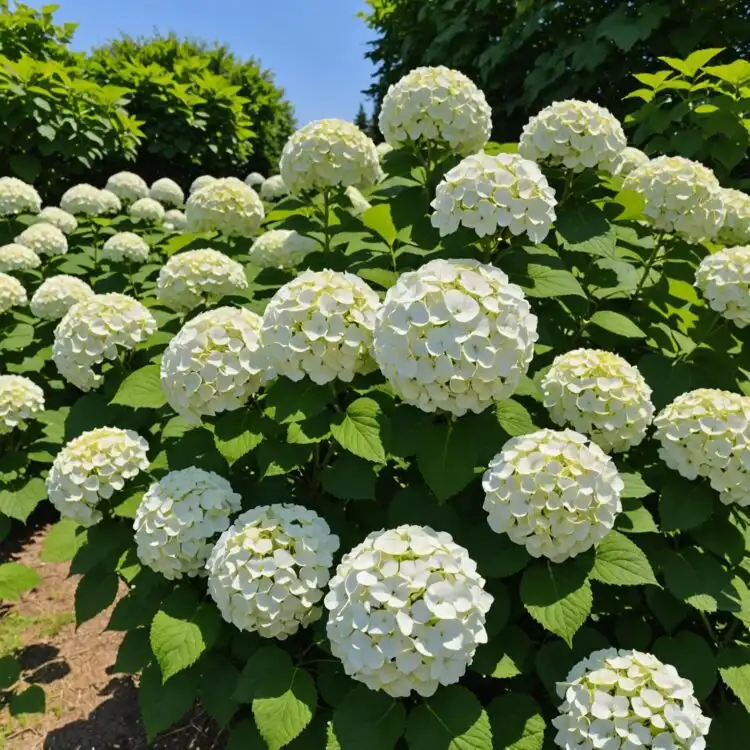 Czarneccy көшетжайындағы өсімдіктер - фото 14
